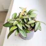 Hoja / Hoya Rosita M - obrazek 4