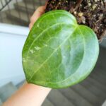Hoya / Hoja Sarawak Cream - obrazek 3