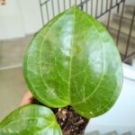 Hoya / Hoja Sarawak Cream - obrazek 2