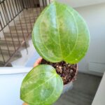 Hoya / Hoja Sarawak Cream - obrazek 8