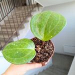 Hoya / Hoja Sarawak Cream - obrazek 9