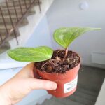 Hoya / Hoja Sarawak Cream - obrazek 10
