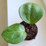 Hoya / Hoja Sarawak Cream - obrazek 7