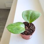 Hoya / Hoja Sarawak Cream - obrazek 6