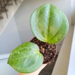 Hoya / Hoja Sarawak Cream