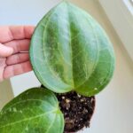 Hoya / Hoja Sarawak Cream - obrazek 4