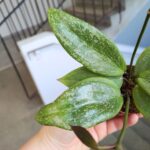 Hoja / Hoya wibergiae - różowoszary splash / maluch - obrazek 6