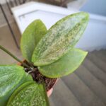 Hoja / Hoya wibergiae - różowoszary splash / maluch - obrazek 7