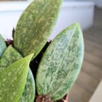 Hoya / Hoja Wibergiae MS - obrazek 6