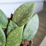 Hoya / Hoja Wibergiae MS - obrazek 5