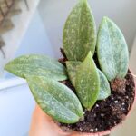 Hoya / Hoja Wibergiae MS - obrazek 4