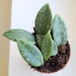 Hoya / Hoja Wibergiae MS - obrazek 2