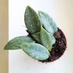 Hoya / Hoja Wibergiae MS - obrazek 3