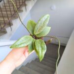 Hoja / Hoya wibergiae - różowoszary splash / maluch - obrazek 5