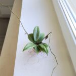 Hoja / Hoya wibergiae - różowoszary splash / maluch - obrazek 4