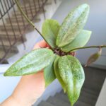 Hoja / Hoya wibergiae - różowoszary splash / maluch - obrazek 3