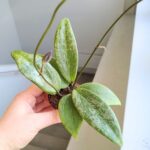 Hoja / Hoya wibergiae - różowoszary splash / maluch - obrazek 9