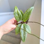 Hoja / Hoya wibergiae - różowoszary splash / maluch - obrazek 11