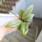 Hoja / Hoya wibergiae - różowoszary splash / maluch - obrazek 10