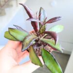 Hoya / Hoja Red Maroon - obrazek 6