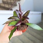 Hoya / Hoja Red Maroon - obrazek 12
