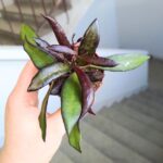 Hoya / Hoja Red Maroon - obrazek 11