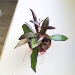 Hoya / Hoja Red Maroon - obrazek 10