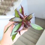 Hoya / Hoja Red Maroon - obrazek 9