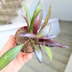 Hoya / Hoja Red Maroon - obrazek 8
