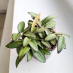 Hoja / Hoya Rosita M