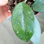 Hoya / Hoja Sp Vietnam - obrazek 5