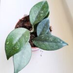 Hoya / Hoja Sp Vietnam