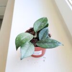 Hoya / Hoja Sp Vietnam - obrazek 3