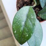 Hoya / Hoja Sp Vietnam - obrazek 2