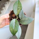 Hoya / Hoja Sp Vietnam - obrazek 6