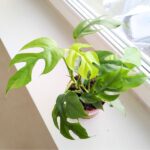 Monstera Minima M