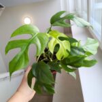 Monstera Minima M - obrazek 2