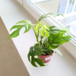 Monstera Minima M - obrazek 5