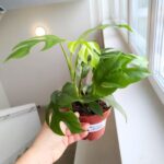 Monstera Minima M - obrazek 4