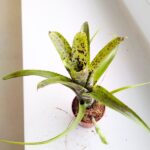 Neoregelia Pauciflora - obrazek 5