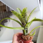 Neoregelia Pauciflora - obrazek 6