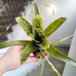 Neoregelia Pauciflora - obrazek 4