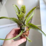 Neoregelia Pauciflora - obrazek 2