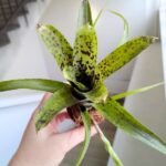 Neoregelia Pauciflora