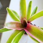 Neoregelia Striped Fireball - obrazek 4