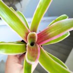 Neoregelia Striped Fireball - obrazek 3