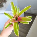 Neoregelia Striped Fireball - obrazek 7