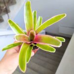 Neoregelia Striped Fireball - obrazek 6
