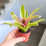 Neoregelia Striped Fireball - obrazek 5