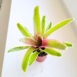 Neoregelia Striped Fireball